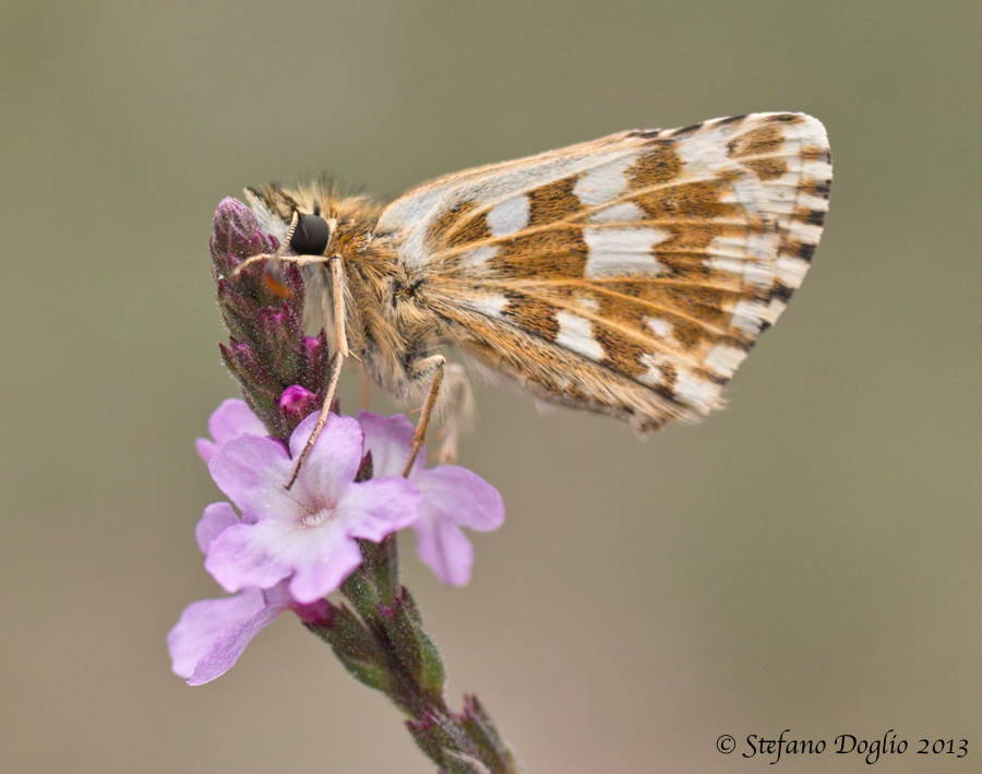 Pyrgus armoricanus